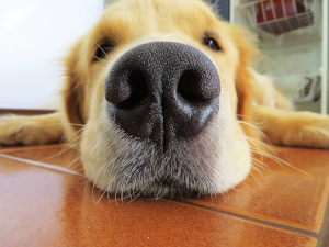 A dog's nose close up
